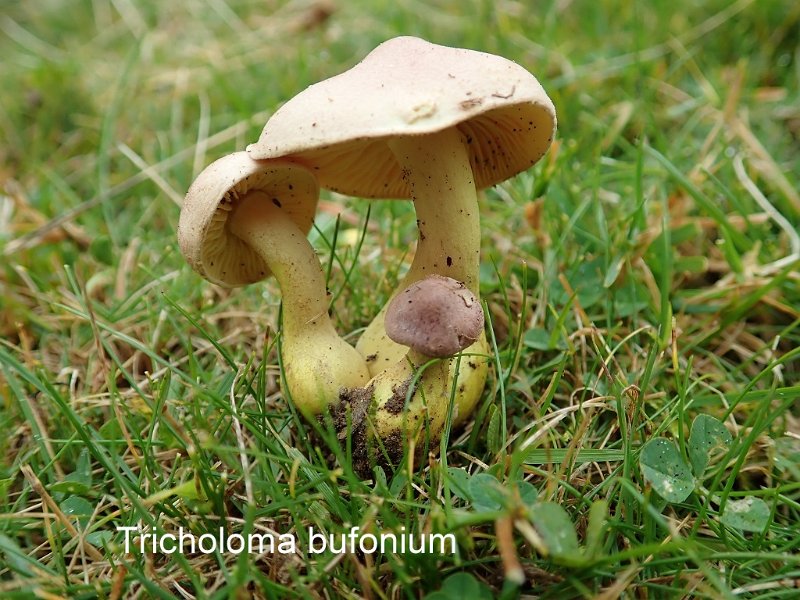 Tricholoma bufonium-amf1888.jpg